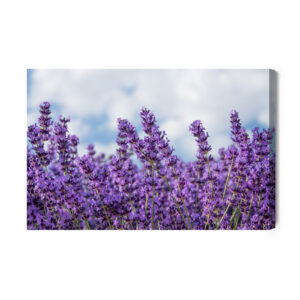 Obraz Na Płótnie Lawenda Na Tle Nieba