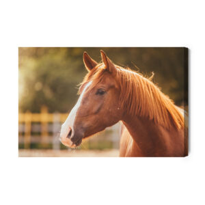 Obraz Na Płótnie Koń Na Wybiegu